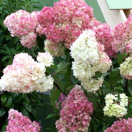 Гортензия мельчатая Пинк Промизе бело-розовая 1шт