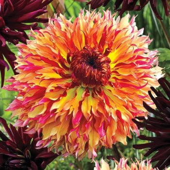 Георгины Миртлс Фолли розово-желтая 1шт