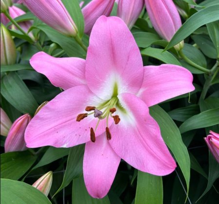 Лилии Нью Джерси ОТ гибрид розовая 2шт