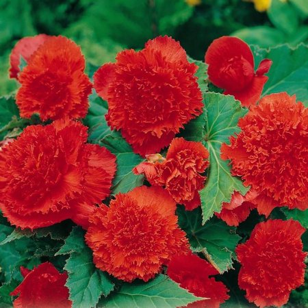 Бегонии Фимбриата красная 2шт