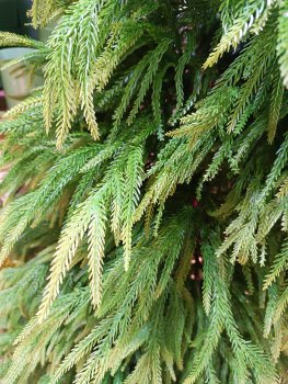 Искусственная елка литая 210 см Shaya зеленый