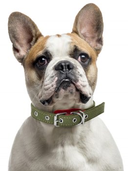 Ошейник двойной брезент зеленый 32-44х2см Ошейник двойной брезент зеленый 32-44х2см