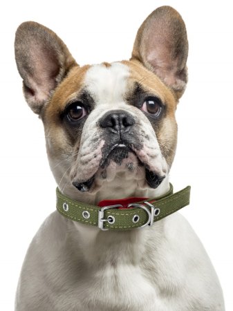 Ошейник двойной брезент зеленый 32-44х2см Ошейник двойной брезент зеленый 32-44х2см