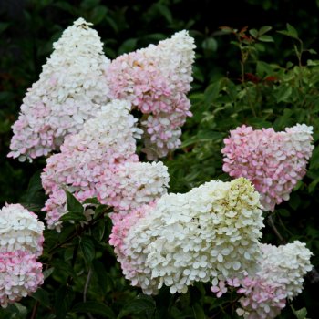 Гортензия мельчатая Литтл Блоссом бело-розовая 1шт