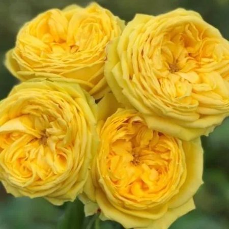 Роза спрей Каталина желтая 1шт