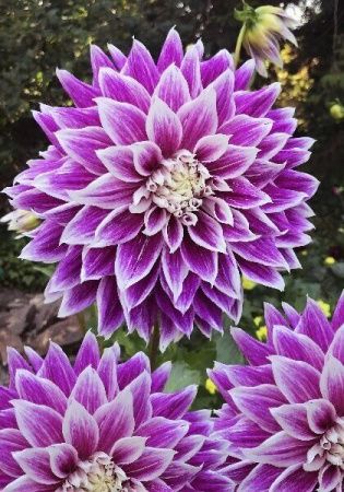 Георгины Прайм18 фиолетовая 1шт