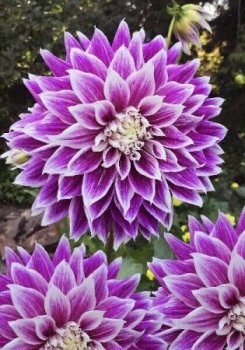 Георгины Прайм18 фиолетовая 1шт