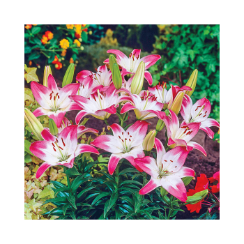 Лилии Лоллипоп азиатская бело-розовая 2шт