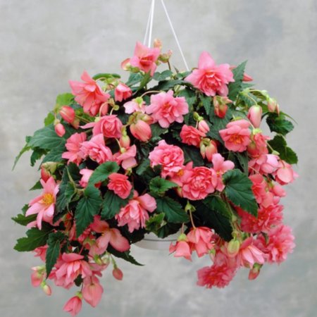 Бегонии Пендула розовая 2шт