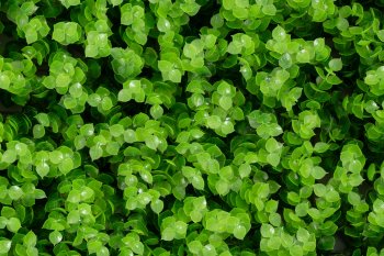 Покрытие 2024-5472 60х40см зеленый