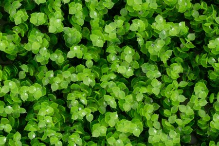 Покрытие 2024-5472 60х40см зеленый