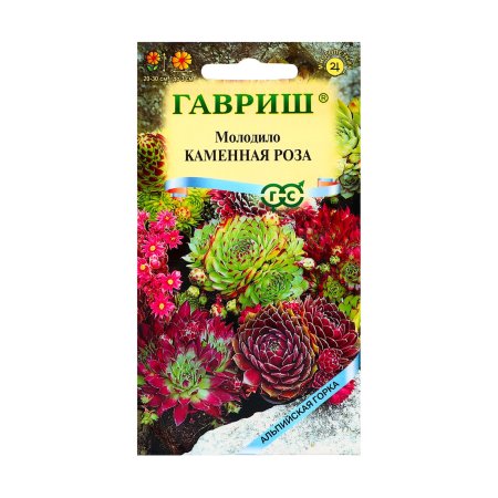 Семена молодило Каменная Роза Гавриш