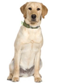 Ошейник брезент зеленый 40-54х2,5см Ошейник брезент зеленый 40-54х2,5см