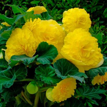 Бегонии Фимбриата желтая 2шт