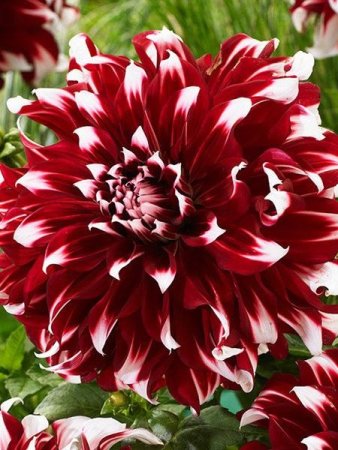 Георгины Х Фактор красно-белая 1шт