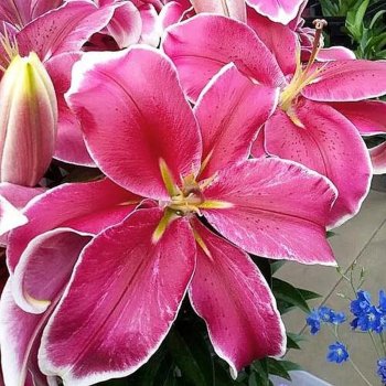 Лилии Эль Капитан ОТ гибрид розовая 2шт