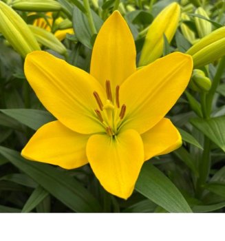 Лилии Нашвилли LA гибрид желтая 2шт