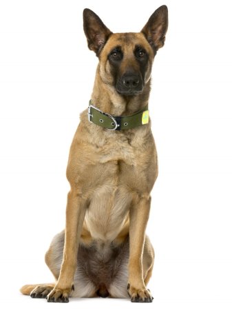 Ошейник брезент зеленый 46-60х3,5см