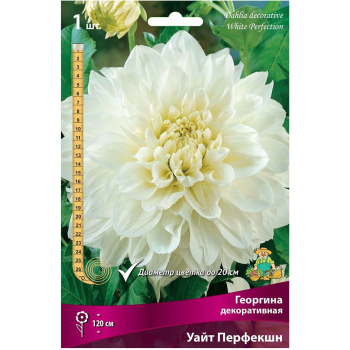 Георгины Уайт Перфекшн белая 1шт