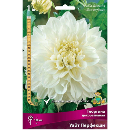 Георгины Уайт Перфекшн белая 1шт