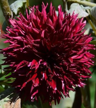 Георгины Фубуки Дарк бордовая  1шт