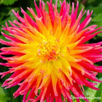 Георгины Фринджет Стар оранжево-желтая 1шт