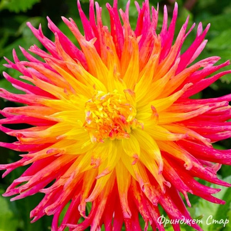 Георгины Фринджет Стар оранжево-желтая 1шт