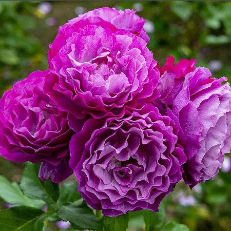 Роза грандифлора Блю Эден фиолетовая 1шт