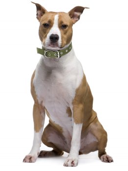 Ошейник двойной брезент зеленый 40-55х2,5см Ошейник двойной брезент зеленый 40-55х2,5см