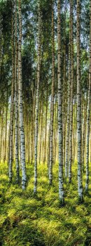 Панель ПВХ Берёзовая роща 250х2700 мм