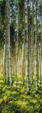 Панель ПВХ Берёзовая роща 250х2700 мм