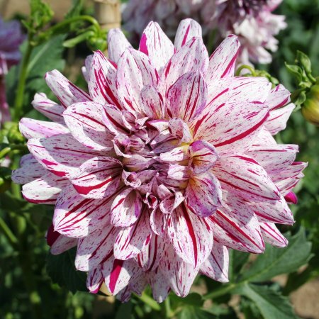 Георгины Смоки розовая 1шт