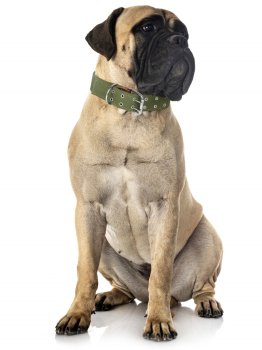 Ошейник двойной брезент зеленый 61-75х4,5см