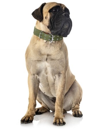 Ошейник двойной брезент зеленый 61-75х4,5см