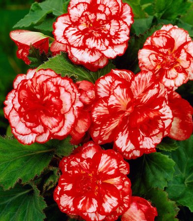 Бегонии Мармората красная 2шт