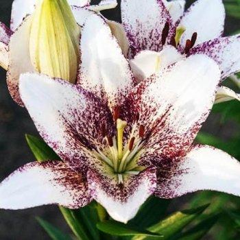 Лилии Свит Заника ЛА гибрид кремовая 2шт