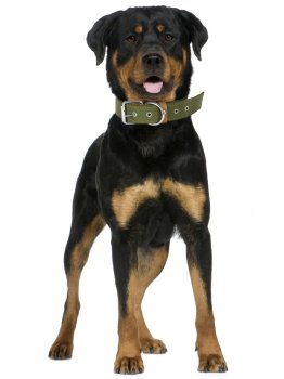 Ошейник двойной брезент зеленый 46-61х3,5см