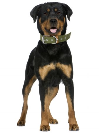 Ошейник двойной брезент зеленый 46-61х3,5см