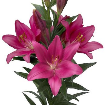 Лилии Ливелу LA гибрид розовая 2шт