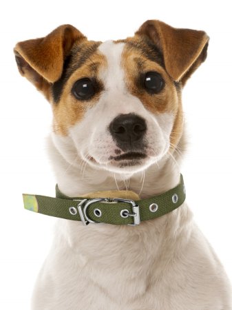 Ошейник брезент зеленый 32-44х2см Ошейник брезент зеленый 32-44х2см