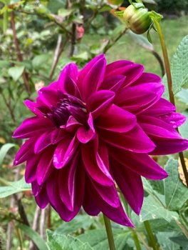 Георгины Ле Барон фиолетовая 1шт