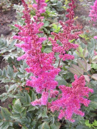 Астильба Мэгги Дэйли розовая 1шт