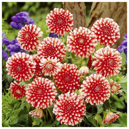 Георгины Музетт красно-белая 1шт