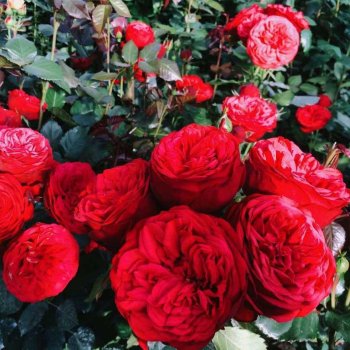 Роза английская Ред Пиан красная 1шт