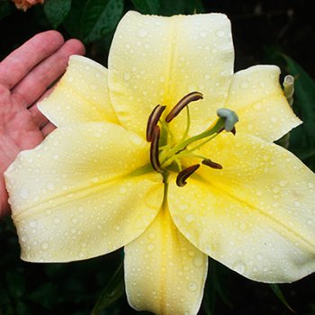 Лилии Биг Бразер OT гибрид желтая 2шт