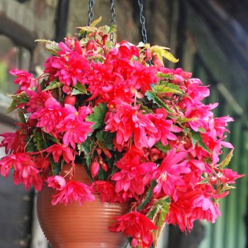 Бегонии Каскад розовая 2шт