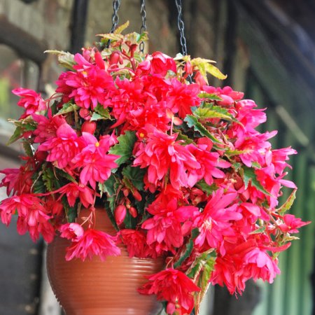 Бегонии Каскад розовая 2шт