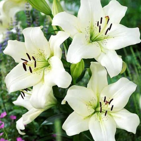 Лилии Эрколано LA гибрид белая 2шт