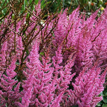 Астильба Вероника Клосе розовая 1шт